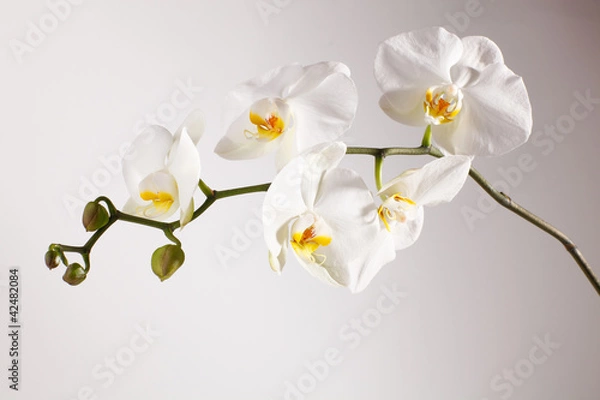 Obraz Orchidee, Phalaenopsis