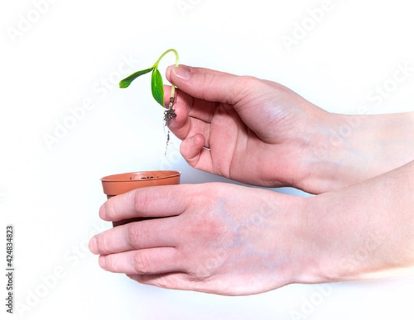 Fototapeta The hand holds a small green sprout on a white isolated background. Planting a young seedling in a pot. The concept of planting plants.