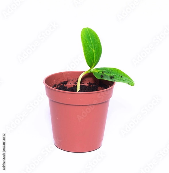 Obraz A young sprout sprouts in a pot on a white background. Seedling close-up. A new life. Cultivation.