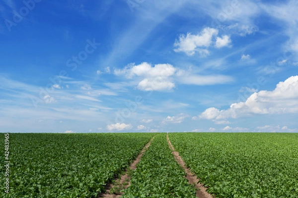 Fototapeta Feld mit Zuckerrüben