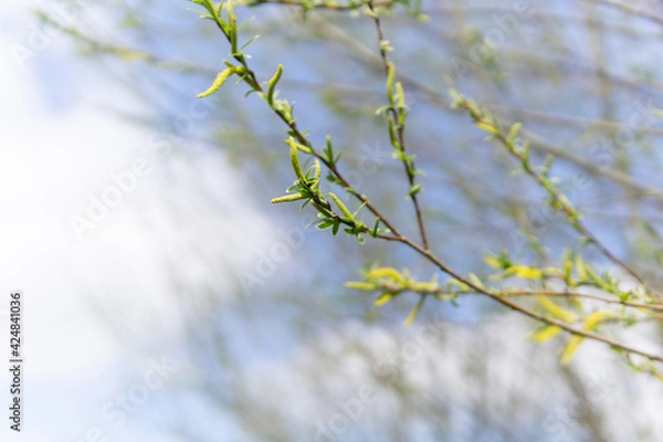 Obraz branches in spring