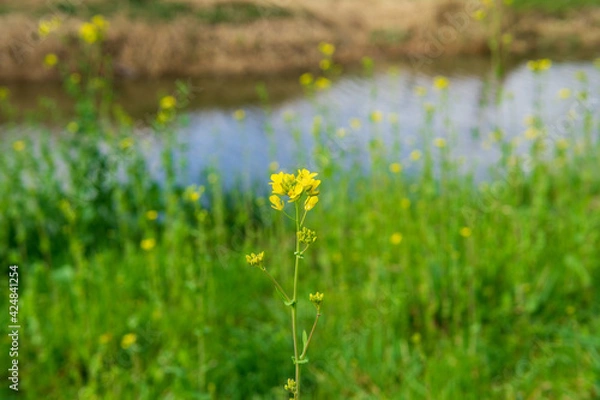 Obraz grass in the water