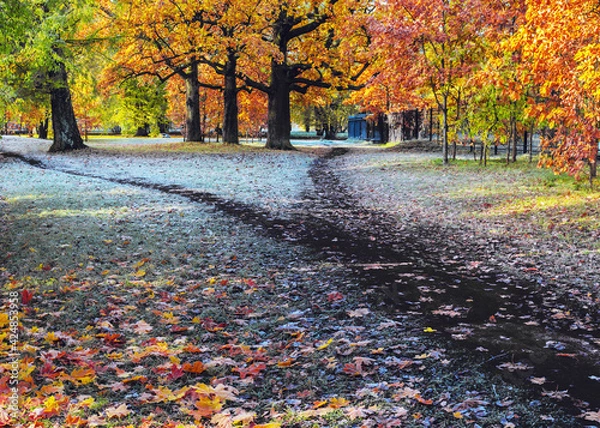 Obraz The wide dark wet pathway in the park is divided into two paths. Autumn landscape