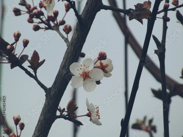 Fototapeta Blossoming in spring
