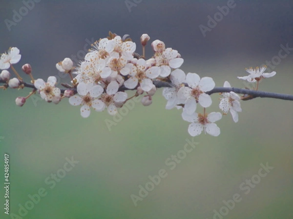 Fototapeta Blossoming in spring