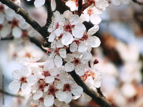 Fototapeta Blossoming in spring
