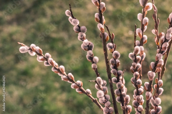 Obraz Bunch of willow catkins on grass background with free copy space. Salix caprea, goat willow, also known as the pussy willow or great sallow.