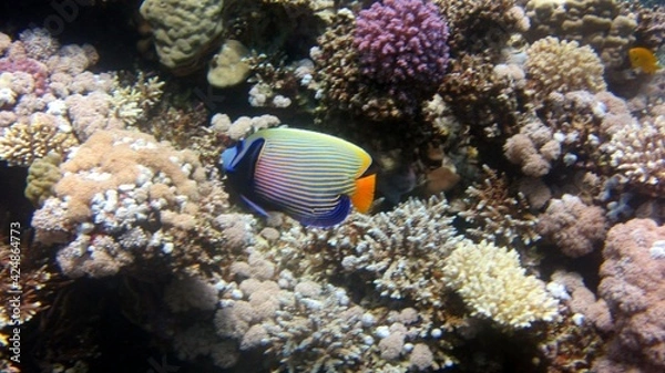 Fototapeta emperor fish