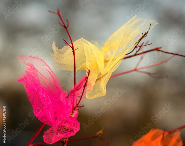 Fototapeta Colourful pieces of cloth hanging in Swedish bushes to decorate during easter celebrations in 2021. The sun is setting and lighting them up in golden light. Påskfirande in Lomma
