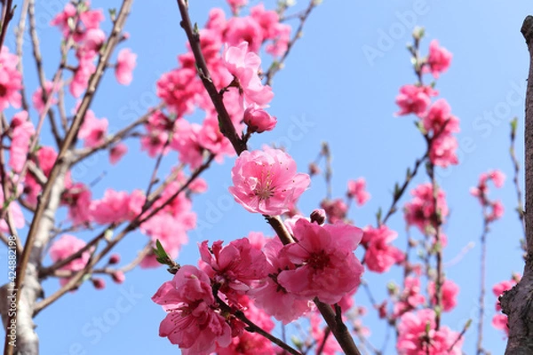 Fototapeta 青空とハナモモ 1　ピンク