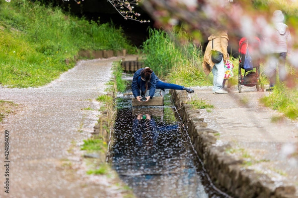Fototapeta 桜の花弁が流れる小川をローアングルで撮影する女性、江川せせらぎ街道