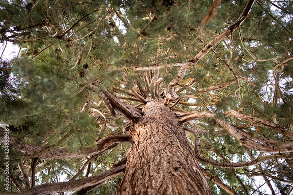 Fototapeta Giant Redwood tree bark and branches close-up 
