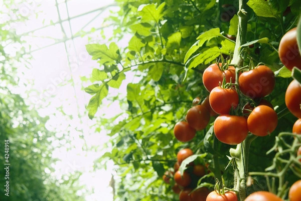 Obraz greenhouse tomatoes