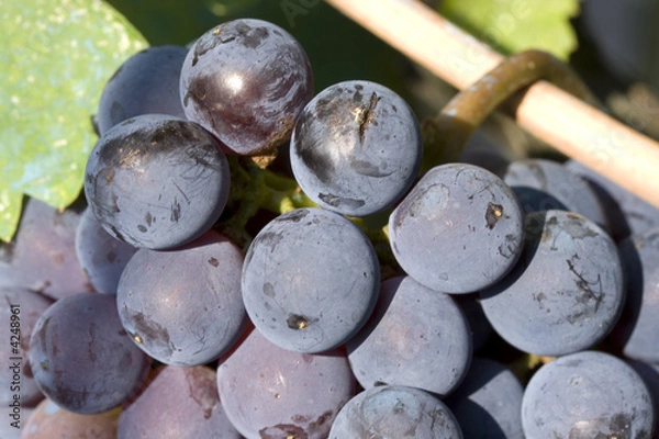 Obraz Red grapes close-up