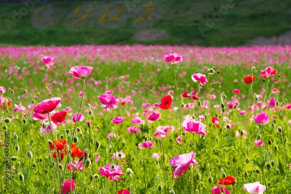 Fototapeta シャーレイポピーのお花畑