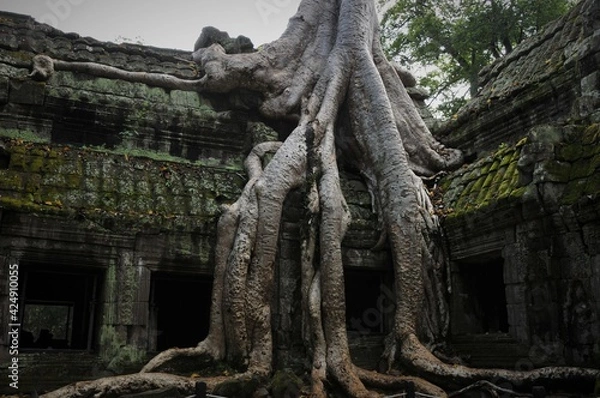 Obraz タ・プローム寺院