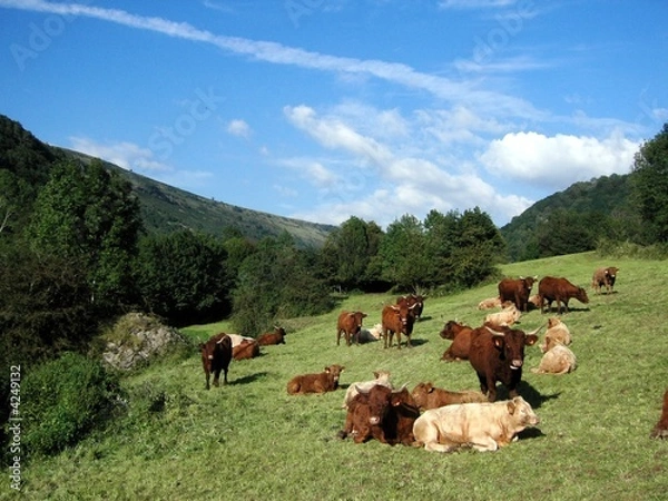 Obraz Vaches de Salers