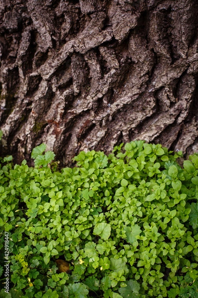 Fototapeta Texture from grass and tree bark. Greenery background. Green field with grass 