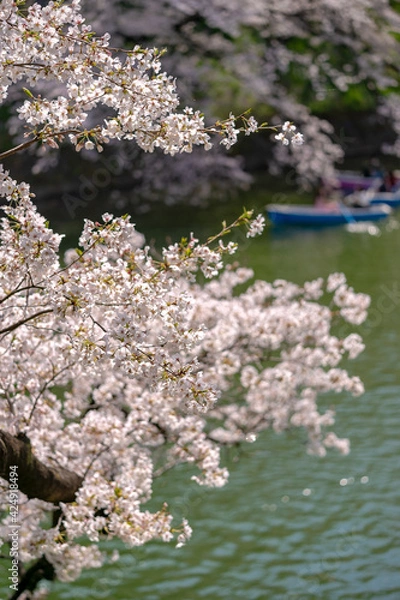 Fototapeta 東京都千代田区九段にある千鳥ケ淵に咲く桜