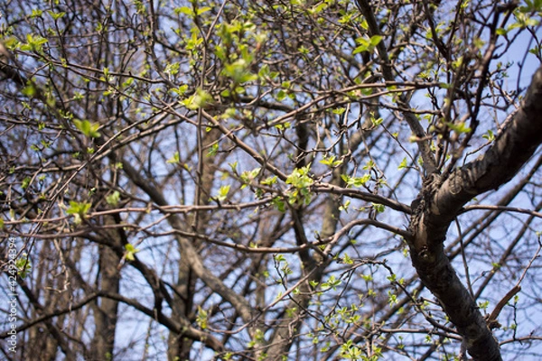 Fototapeta the first birch leaves sprang from the buds on bright spring day