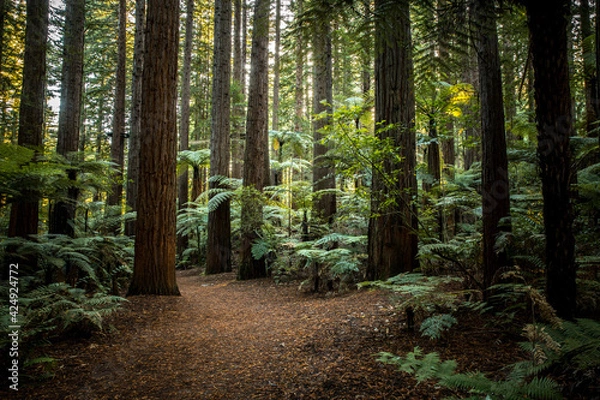 Obraz Redwoods forest in Rotorua, Bay of Plenty, new Zealand