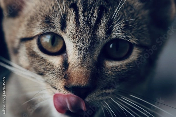 Fototapeta 見つめながら舌なめずりをするキジトラの子猫