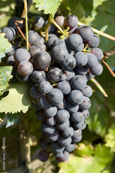 Obraz Red Grapes on plant