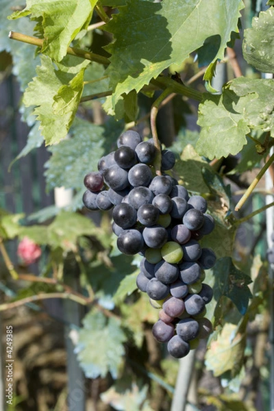 Obraz red grapes on plant