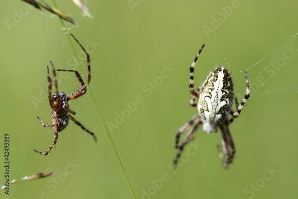 Fototapeta Eichblatt-Radspinne mit Männchen