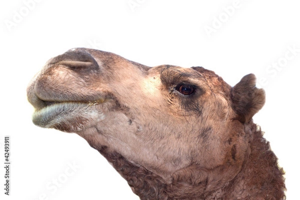 Obraz furry brown camel head