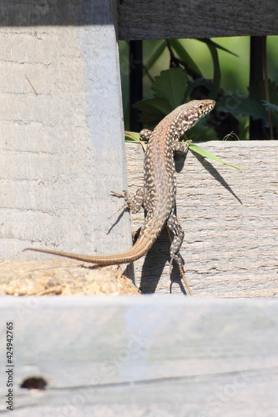 Obraz Eidechse im Garten