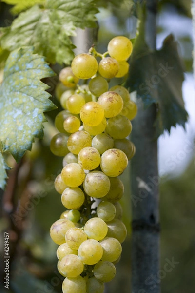 Obraz white grapes on plant