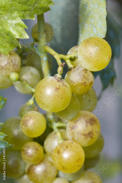 Obraz White grapes close-uk