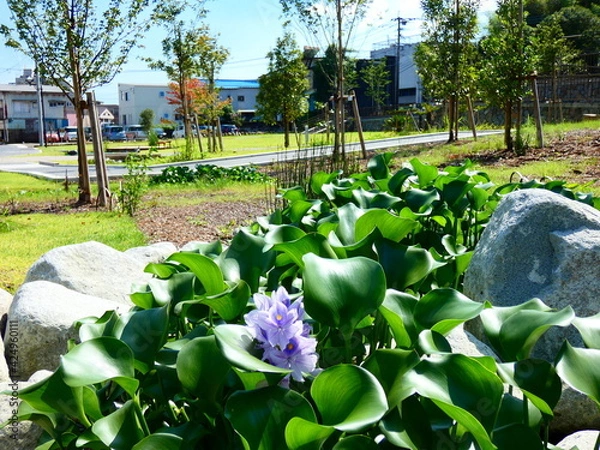 Obraz ホテイアオイ