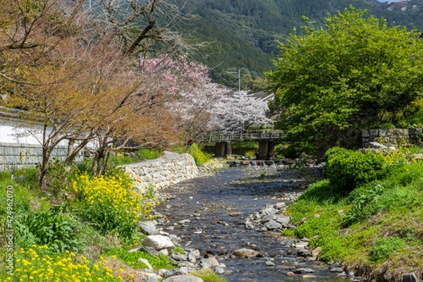 Fototapeta 秋月野鳥川の桜と菜の花の風景　福岡県朝倉市