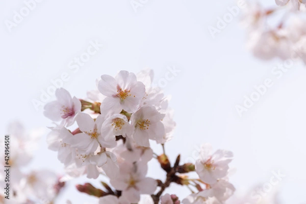 Fototapeta 桜咲く