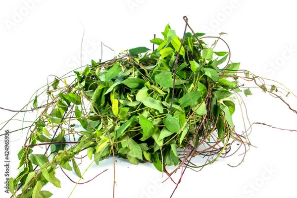 Fototapeta Weed or unwated flora isolated on white background. Pile of green weed garbage isolated