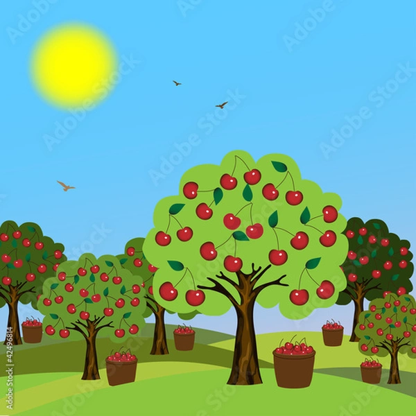 Obraz Cherry orchard