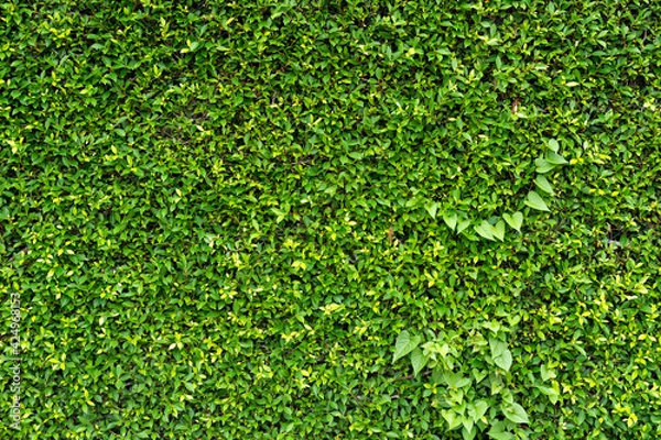 Obraz Green leaf wall texture background. Nature view of green plants. Environmental freshness wallpaper concept.
