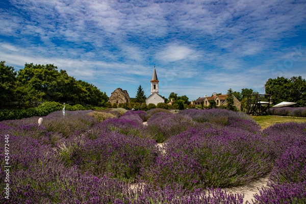 Obraz LEVANDER BLOSSOMING. ROMAN CHURCH RUINS. VILLAGE LANDSCAPE IN HUNGARY, DÖRGICSE