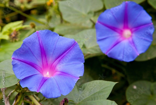 Fototapeta Morning glory flowers