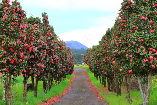 Obraz 제주 농촌의 아름다운 봄 풍경이다.