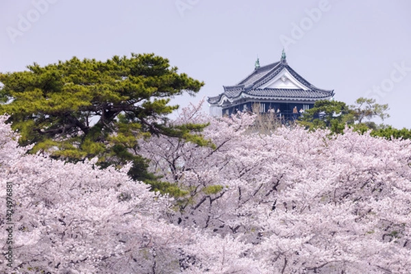 Fototapeta 愛知県岡崎市　岡崎城天守閣と満開の桜
