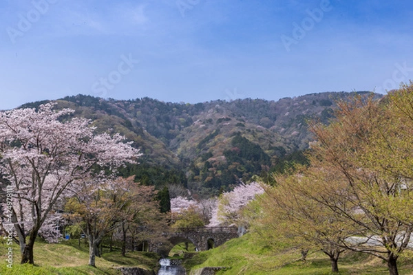 Obraz 岐阜県揖斐郡池田町　霞間ヶ渓の桜1