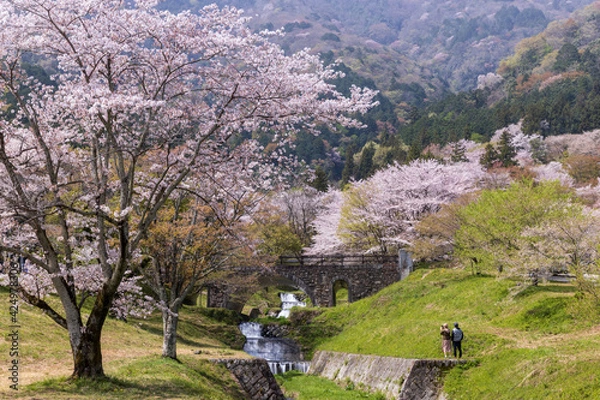 Fototapeta 岐阜県揖斐郡池田町　霞間ヶ渓の桜4