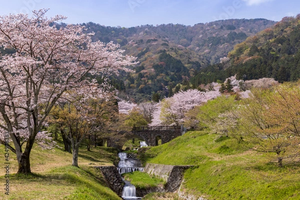 Obraz 岐阜県揖斐郡池田町　霞間ヶ渓の桜5