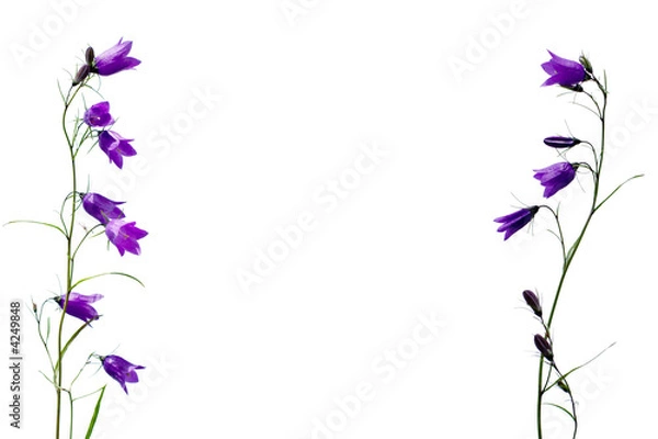 Obraz template pattern of bellflower