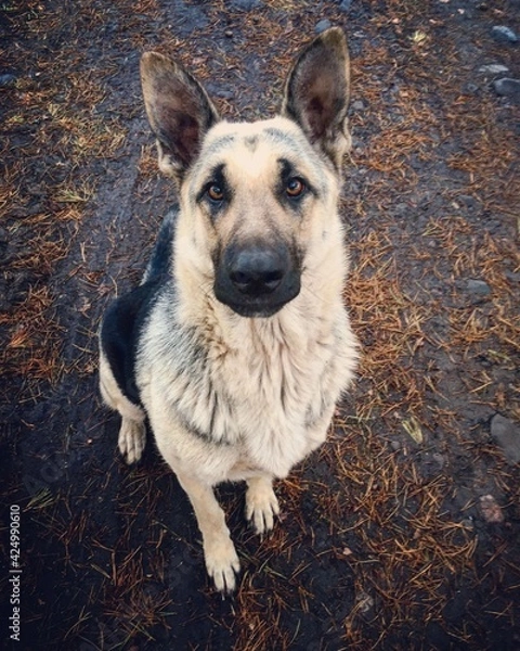 Obraz german shepherd dog