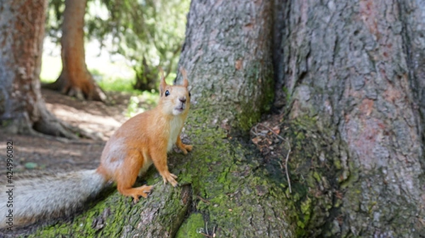 Fototapeta A red squirrel with a bushy tail nibbles a nut. I look at the camera. Forest environment. Green moss on trees. The squirrel tries to grab the camera. Funny forest animal.
