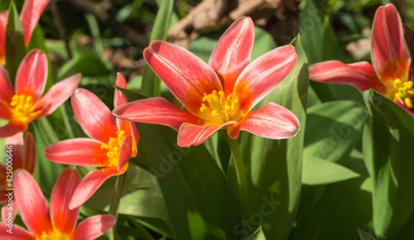 Obraz Blühende Tulpen